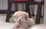 [ẢNH] Những chú chó nổi tiếng trên mạng nhờ biểu cảm gương mặt 