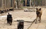 [ẢNH] Những chú chó nổi tiếng trên mạng nhờ biểu cảm gương mặt 