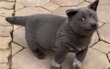 [ẢNH] Những chú chó nổi tiếng trên mạng nhờ biểu cảm gương mặt 