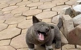 [ẢNH] Những chú chó nổi tiếng trên mạng nhờ biểu cảm gương mặt 