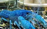 [ẢNH] Những loài vật có màu sắc độc lạ mà bạn không ngờ tới