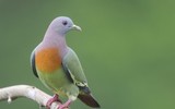 [ẢNH] Những loài vật có màu sắc độc lạ mà bạn không ngờ tới