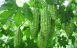 [ẢNH] Những lợi ích kỳ diệu của mướp đắng cho sức khỏe con người