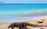 [ẢNH] Top 7 loài động vật có hình thức sinh sản 