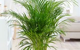 [ẢNH] Điểm danh những loài cây tốt cho sức khỏe nên trồng trong nhà
