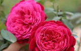 [ẢNH] Điểm danh những loài cây tốt cho sức khỏe nên trồng trong nhà
