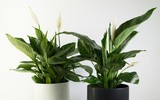 [ẢNH] Điểm danh những loài cây tốt cho sức khỏe nên trồng trong nhà