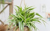 [ẢNH] Điểm danh những loài cây tốt cho sức khỏe nên trồng trong nhà