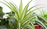 [ẢNH] Điểm danh những loài cây tốt cho sức khỏe nên trồng trong nhà