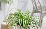 [ẢNH] Điểm danh những loài cây tốt cho sức khỏe nên trồng trong nhà