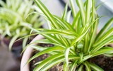 [ẢNH] Điểm danh những loài cây tốt cho sức khỏe nên trồng trong nhà