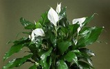 [ẢNH] Điểm danh những loài cây tốt cho sức khỏe nên trồng trong nhà