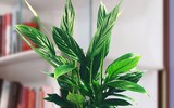 [ẢNH] Điểm danh những loài cây tốt cho sức khỏe nên trồng trong nhà