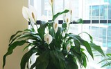 [ẢNH] Điểm danh những loài cây tốt cho sức khỏe nên trồng trong nhà