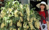 [ẢNH] Những phụ nữ 