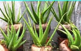 [ẢNH] Điểm danh những loài cây tốt cho sức khỏe nên trồng trong nhà