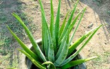 [ẢNH] Điểm danh những loài cây tốt cho sức khỏe nên trồng trong nhà