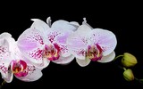 [ẢNH] Những phụ nữ 
