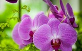 [ẢNH] Những phụ nữ 