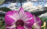 [ẢNH] Những phụ nữ 