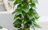 [ẢNH] Điểm danh những loài cây tốt cho sức khỏe nên trồng trong nhà
