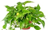 [ẢNH] Điểm danh những loài cây tốt cho sức khỏe nên trồng trong nhà