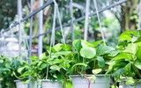 [ẢNH] Điểm danh những loài cây tốt cho sức khỏe nên trồng trong nhà