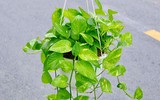 [ẢNH] Điểm danh những loài cây tốt cho sức khỏe nên trồng trong nhà