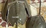 [ẢNH] Cảnh giác với 5 loại hải sản có lượng độc tố cao gây chết người
