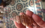 [ẢNH] Cảnh giác với 5 loại hải sản có lượng độc tố cao gây chết người