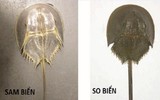 [ẢNH] Cảnh giác với 5 loại hải sản có lượng độc tố cao gây chết người