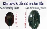 [ẢNH] Cảnh giác với 5 loại hải sản có lượng độc tố cao gây chết người