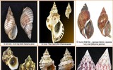 [ẢNH] Cảnh giác với 5 loại hải sản có lượng độc tố cao gây chết người