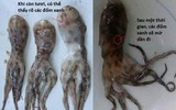 [ẢNH] Cảnh giác với 5 loại hải sản có lượng độc tố cao gây chết người