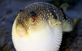 [ẢNH] Cảnh giác với 5 loại hải sản có lượng độc tố cao gây chết người