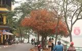 [ẢNH] Lãng mạn Hà Nội mùa cây thay lá