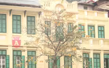 [ẢNH] Lãng mạn Hà Nội mùa cây thay lá