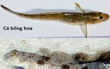 [ẢNH] Cảnh giác với 5 loại hải sản có lượng độc tố cao gây chết người