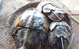 [ẢNH] Cảnh giác với 5 loại hải sản có lượng độc tố cao gây chết người