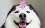 [ẢNH] Top 8 loài động vật sở hữu trí thông minh 