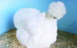[ẢNH] Những loài động vật xấu xí nhưng có giá cao không ngờ tới