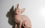 [ẢNH] Những loài động vật xấu xí nhưng có giá cao không ngờ tới