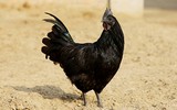 [ẢNH] Những loài động vật xấu xí nhưng có giá cao không ngờ tới