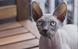 [ẢNH] Những loài động vật xấu xí nhưng có giá cao không ngờ tới