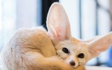 [ẢNH] Top 8 loài động vật sở hữu ngoại hình đáng yêu trên thế giới