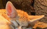 [ẢNH] Top 8 loài động vật sở hữu ngoại hình đáng yêu trên thế giới