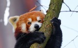 [ẢNH] Top 8 loài động vật sở hữu ngoại hình đáng yêu trên thế giới