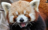 [ẢNH] Top 8 loài động vật sở hữu ngoại hình đáng yêu trên thế giới