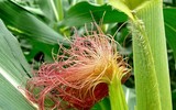[ẢNH] Những dấu hiệu cảnh báo sớm bệnh sỏi thận bạn nên biết