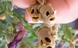 [ẢNH] Chiêm ngưỡng 6 loài thực vật sở hữu vẻ ngoài giống bộ phận cơ thể người
